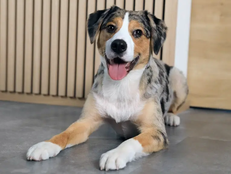 Bürohund Cooper liegt auf dem Fußboden des Büros der Jobvermittlung und blickt aufmerksam in die Kamera.